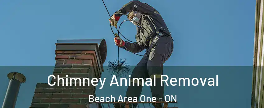  Chimney Animal Removal Beach Area One - ON