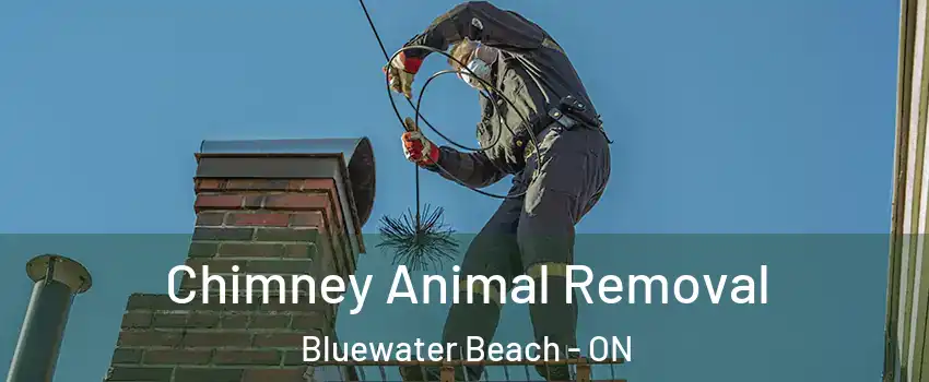  Chimney Animal Removal Bluewater Beach - ON