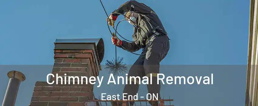  Chimney Animal Removal East End - ON