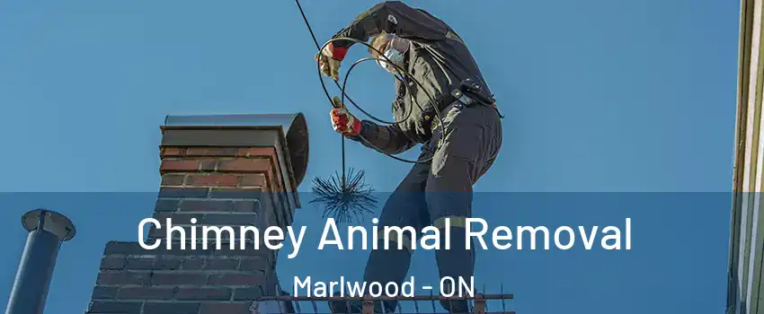  Chimney Animal Removal Marlwood - ON