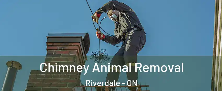  Chimney Animal Removal Riverdale - ON