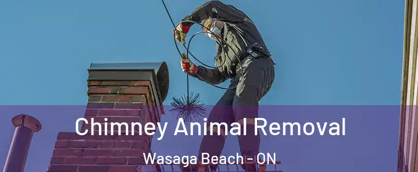 Chimney Animal Removal Wasaga Beach - ON