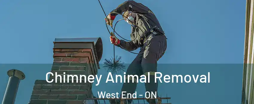  Chimney Animal Removal West End - ON